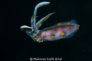 A reef calamari in night dive. by Mehmet Salih Bilal 